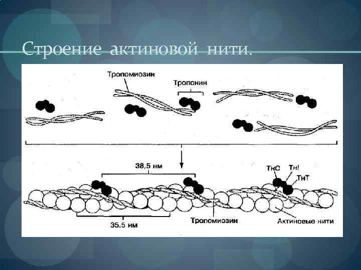 Строение актиновой нити. 