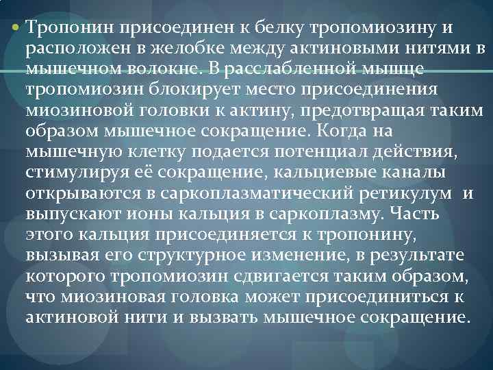  Тропонин присоединен к белку тропомиозину и расположен в желобке между актиновыми нитями в