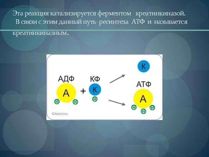 Эта реакция катализируется ферментом креатинкиназой. В связи с этим данный путь ресинтеза АТФ и