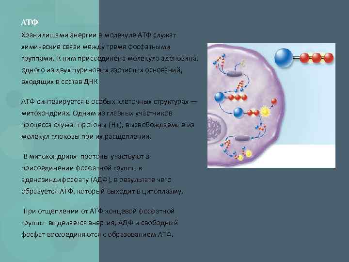 АТФ Хранилищами энергии в молекуле АТФ служат химические связи между тремя фосфатными группами. К