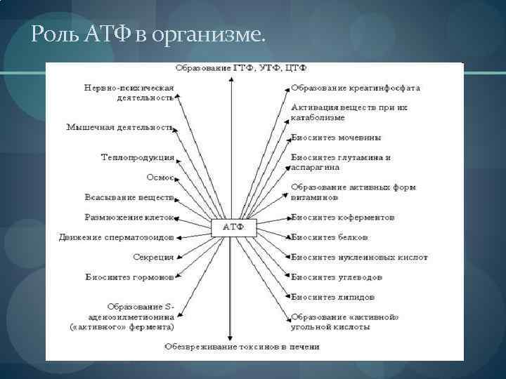 Роль АТФ в организме. 