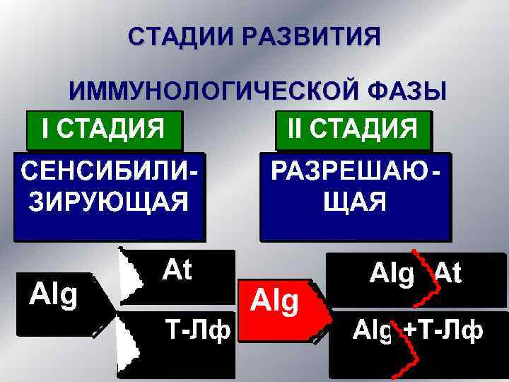 СТАДИИ РАЗВИТИЯ ИММУНОЛОГИЧЕСКОЙ ФАЗЫ 