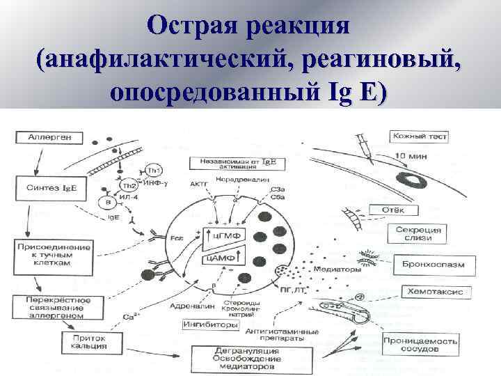 Острая реакция (анафилактический, реагиновый, опосредованный Ig Е) 