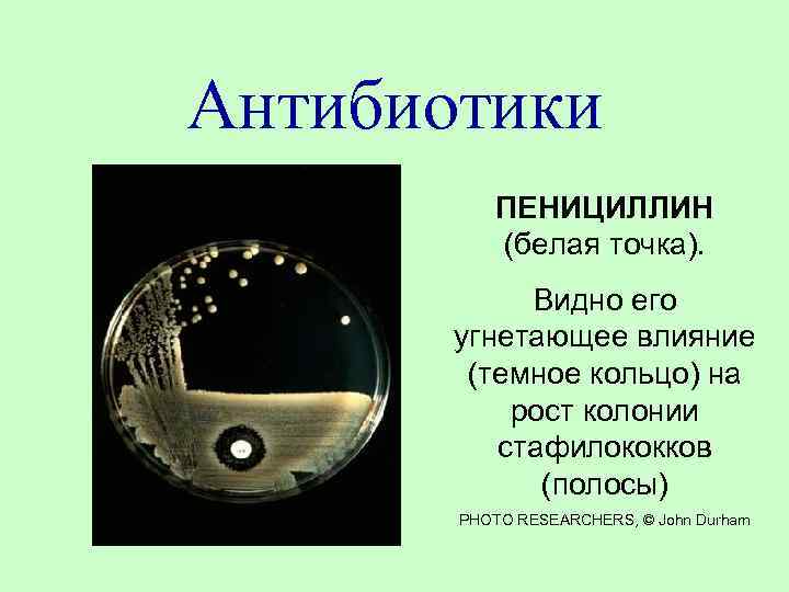 Антибиотики ПЕНИЦИЛЛИН (белая точка). Видно его угнетающее влияние (темное кольцо) на рост колонии стафилококков