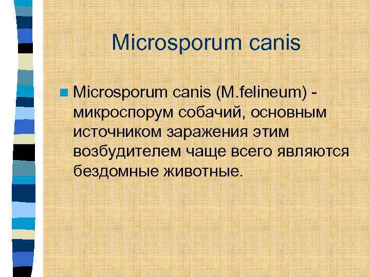 Microsporum canis n Microsporum canis (M. felineum) микроспорум собачий, основным источником заражения этим возбудителем