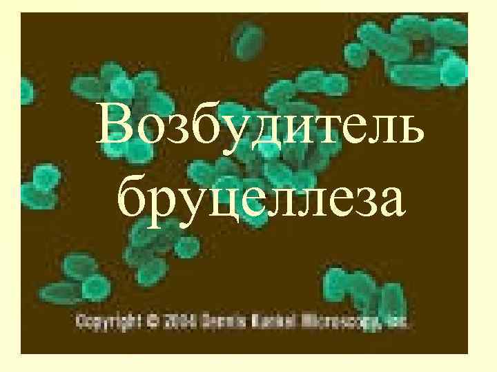 Возбудитель бруцеллеза 