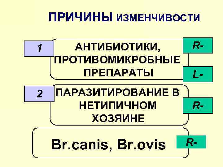 ПРИЧИНЫ ИЗМЕНЧИВОСТИ 1 2 АНТИБИОТИКИ, ПРОТИВОМИКРОБНЫЕ ПРЕПАРАТЫ ПАРАЗИТИРОВАНИЕ В НЕТИПИЧНОМ ХОЗЯИНЕ Br. canis, Br.