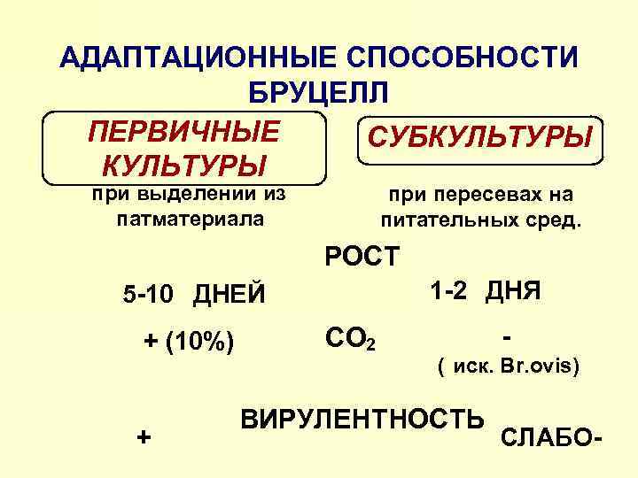 АДАПТАЦИОННЫЕ СПОСОБНОСТИ БРУЦЕЛЛ ПЕРВИЧНЫЕ СУБКУЛЬТУРЫ при выделении из патматериала при пересевах на питательных сред.