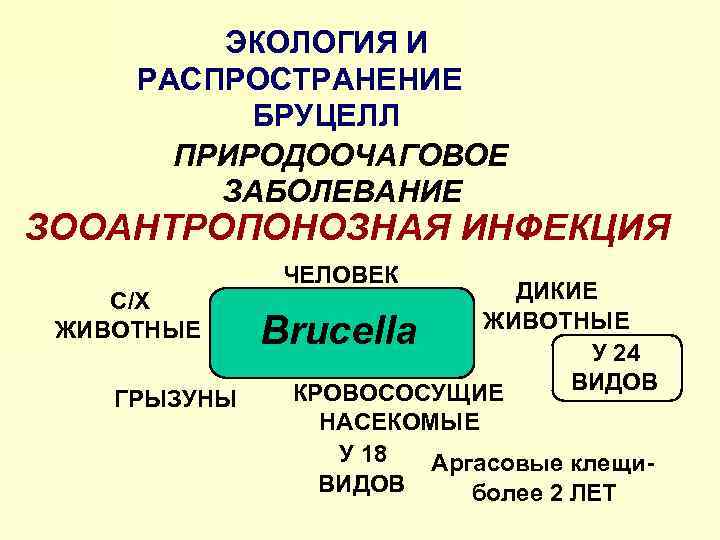 ЭКОЛОГИЯ И РАСПРОСТРАНЕНИЕ БРУЦЕЛЛ ПРИРОДООЧАГОВОЕ ЗАБОЛЕВАНИЕ ЗООАНТРОПОНОЗНАЯ ИНФЕКЦИЯ С/Х ЖИВОТНЫЕ ГРЫЗУНЫ ЧЕЛОВЕК ДИКИЕ ЖИВОТНЫЕ