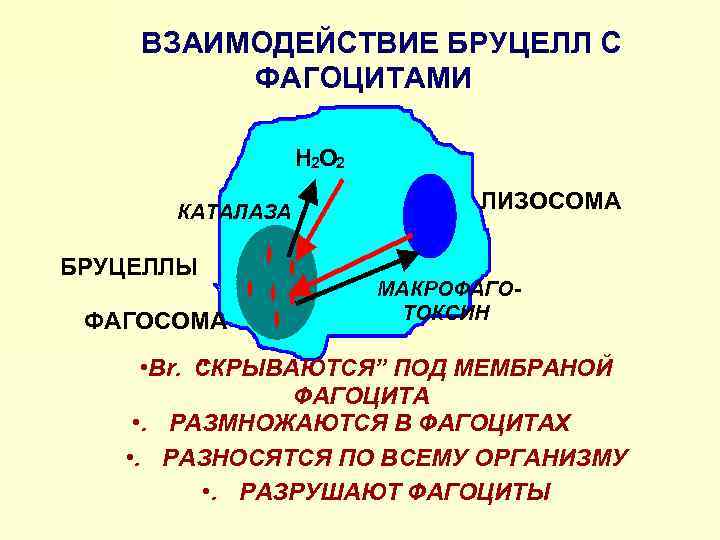 ВЗАИМОДЕЙСТВИЕ БРУЦЕЛЛ С ФАГОЦИТАМИ H 2 O 2 КАТАЛАЗА БРУЦЕЛЛЫ ФАГОСОМА ЛИЗОСОМА МАКРОФАГОТОКСИН •
