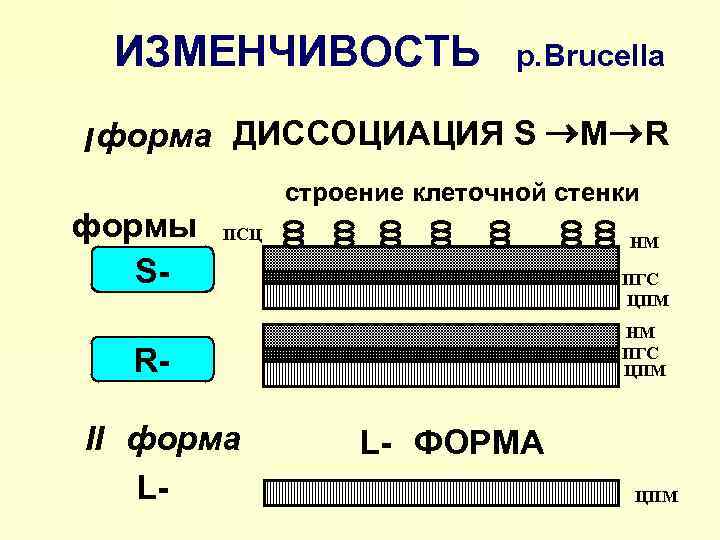 ИЗМЕНЧИВОСТЬ р. Brucella I форма ДИССОЦИАЦИЯ S ® M ® R строение клеточной стенки