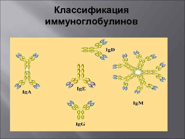 Классификация иммуноглобулинов схема