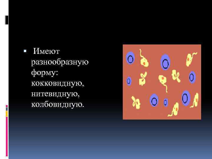  Имеют разнообразную форму: кокковидную, нитевидную, колбовидную. 