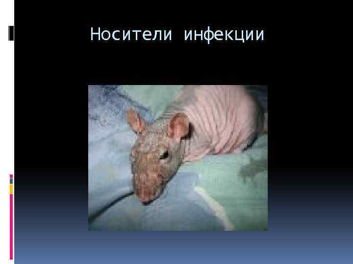 Носители инфекции 