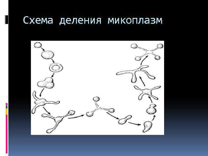 Схема деления микоплазм 