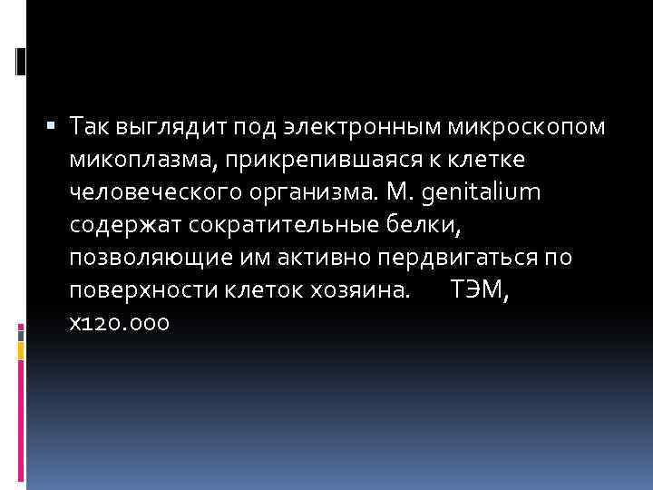 Так выглядит под электронным микроскопом микоплазма, прикрепившаяся к клетке человеческого организма. M. genitalium