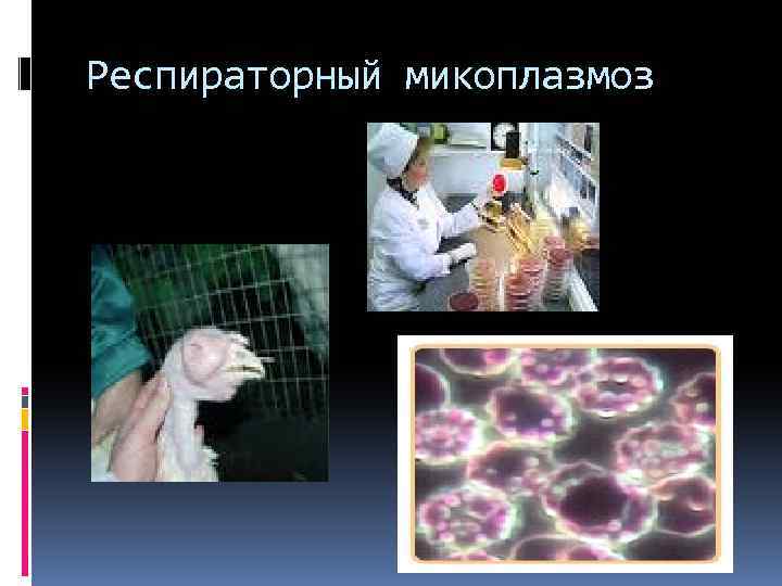 Респираторный микоплазмоз 