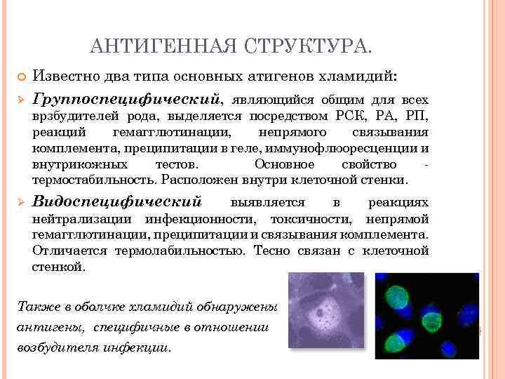 АНТИГЕННАЯ СТРУКТУРА. Ø Известно два типа основных атигенов хламидий: Группоспецифический, являющийся общим для всех