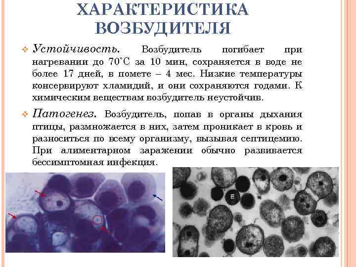 ХАРАКТЕРИСТИКА ВОЗБУДИТЕЛЯ v Устойчивость. v Патогенез. Возбудитель, попав в органы дыхания Возбудитель погибает при