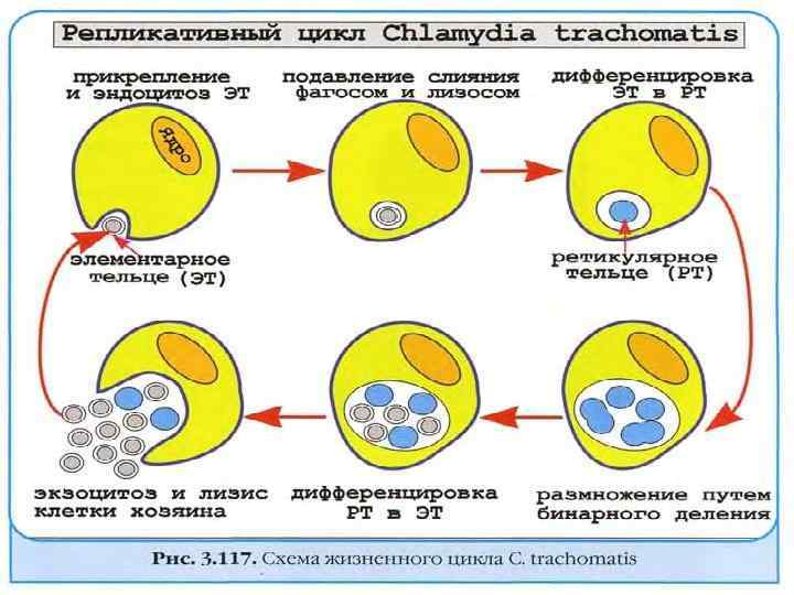 Элементарные тельца хламидий. Хламидии цикл развития организма. Цикл размножения хламидий. Хламидии элементарные и ретикулярные тельца.