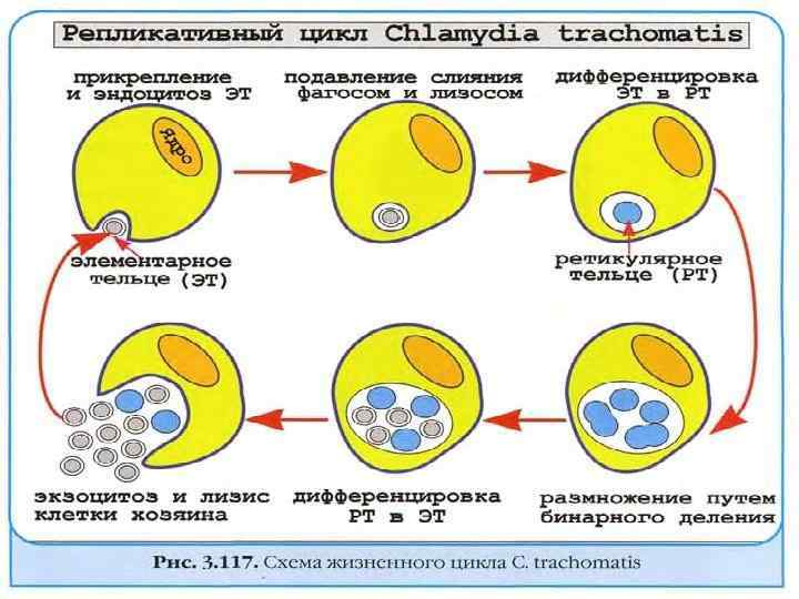 Жизненный цикл хламидии. Элементарные тельца хламидий. Хламидии цикл развития организма. Схема жизненного цикла хламидий.