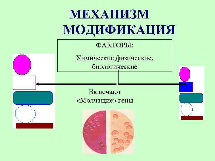 Генетический механизм модификаций. Механизм модификаций. Модификации бактерий.