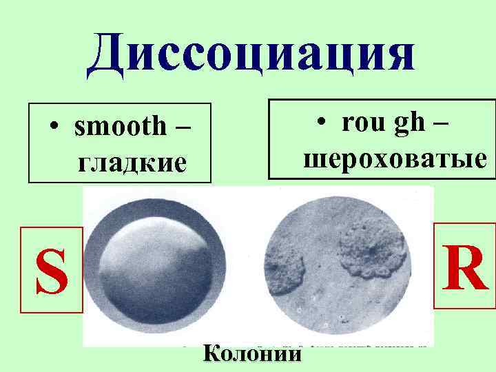 Диссоциация • smooth – гладкие • rou gh – шероховатые R S Колонии 