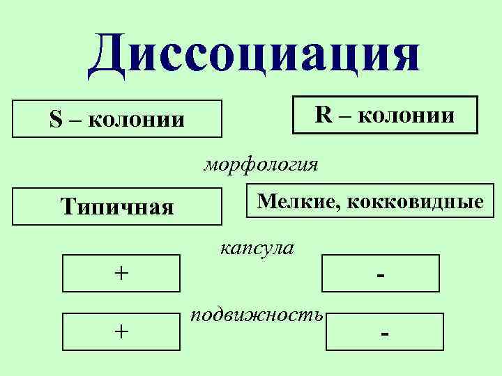 Диссоциация R – колонии S – колонии морфология Типичная Мелкие, кокковидные капсула + +