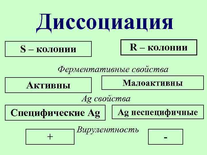 Диссоциация S – колонии R – колонии Ферментативные свойства Малоактивны Активны Ag свойства Ag