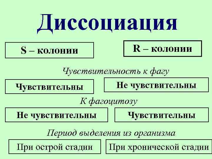 Диссоциация S – колонии R – колонии Чувствительность к фагу Не чувствительны Чувствительны К