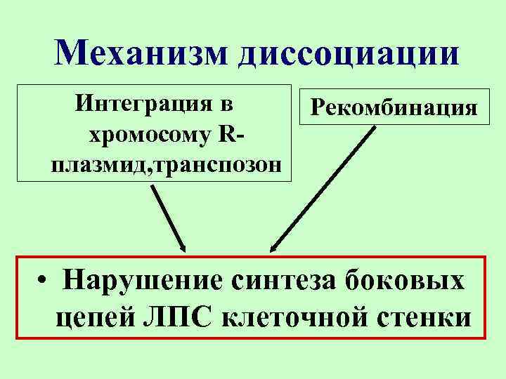 Механизм диссоциации Интеграция в хромосому Rплазмид, транспозон Рекомбинация • Нарушение синтеза боковых цепей ЛПС