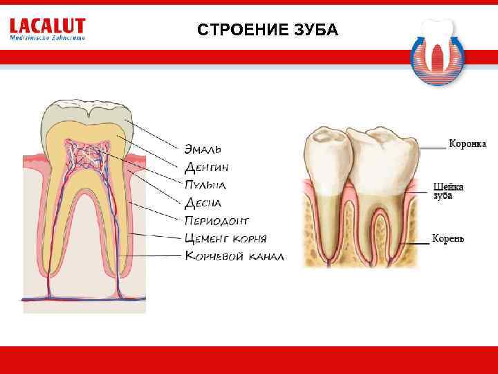 Строение зуба картинка для детей