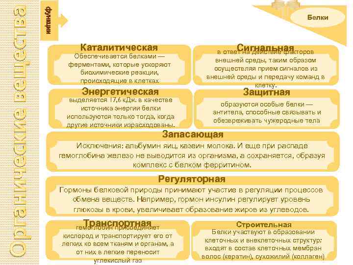 Органические вещества функции Белки Каталитическая Обеспечивается белками — ферментами, которые ускоряют биохимические реакции, происходящие