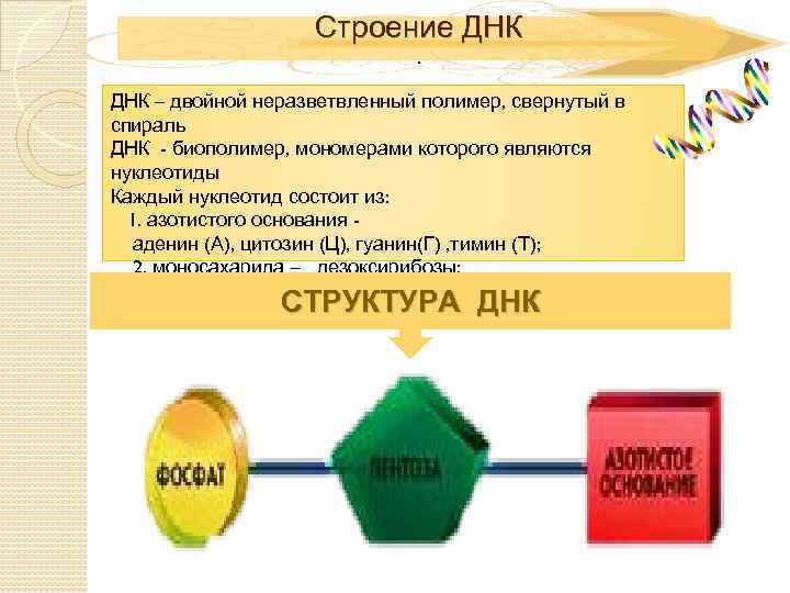 Строение ДНК – двойной неразветвленный полимер, свернутый в спираль ДНК - биополимер, мономерами которого