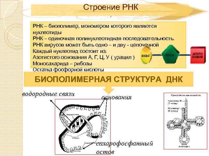 Строение РНК – биополимер, мономером которого являются нуклеотиды РНК – одиночная полинуклеотидная последовательность. РНК