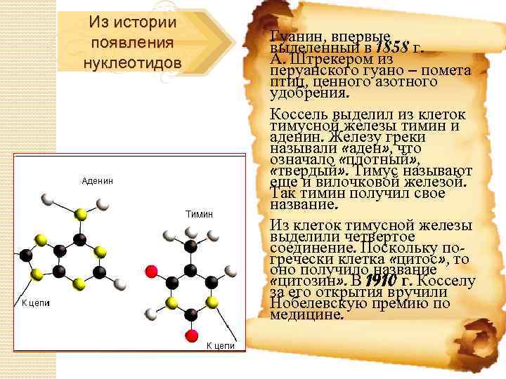 Из истории появления нуклеотидов Гуанин, впервые выделенный в 1858 г. А. Штрекером из перуанского