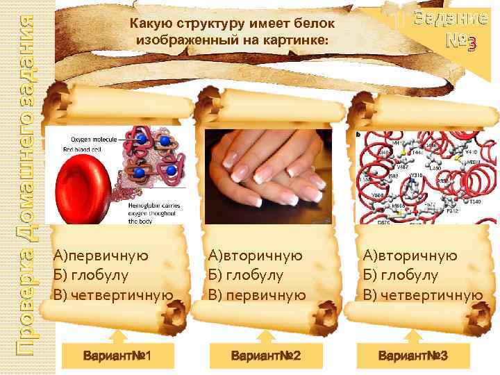 Проверка Домашнего задания Какую структуру имеет белок изображенный на картинке: А)первичную Б) глобулу В)