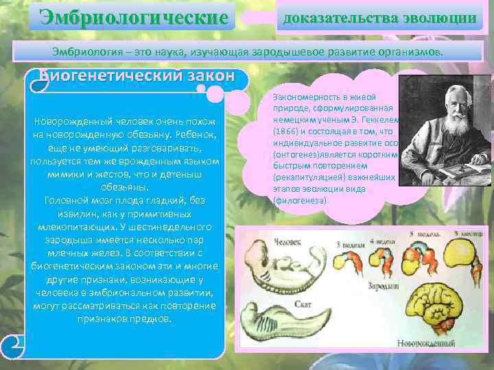Эмбриологические доказательства эволюции Эмбриология – это наука, изучающая зародышевое развитие организмов. Биогенетический закон Новорожденный