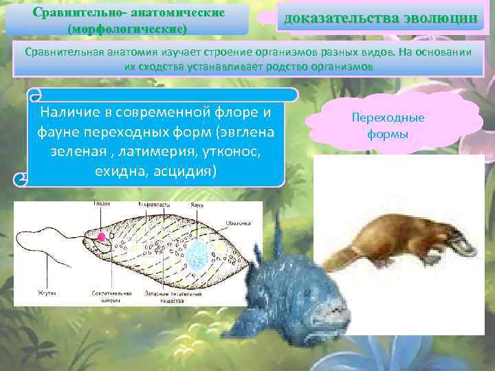 Единый план строения органов тип доказательства эволюции