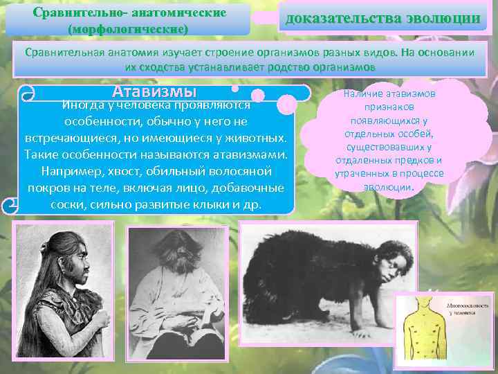 Сравнительно- анатомические (морфологические) доказательства эволюции Сравнительная анатомия изучает строение организмов разных видов. На основании