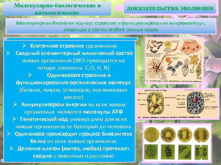 Биологические доказательства