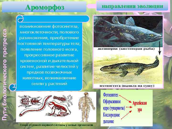 Пути биологического прогресса Ароморфоз возникновение фотосинтеза, многоклеточности, полового размножения, приобретение постоянной температуры тела, появление