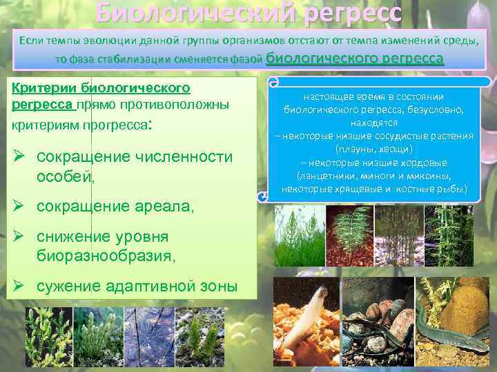 Биологический регресс Если темпы эволюции данной группы организмов отстают от темпа изменений среды, то