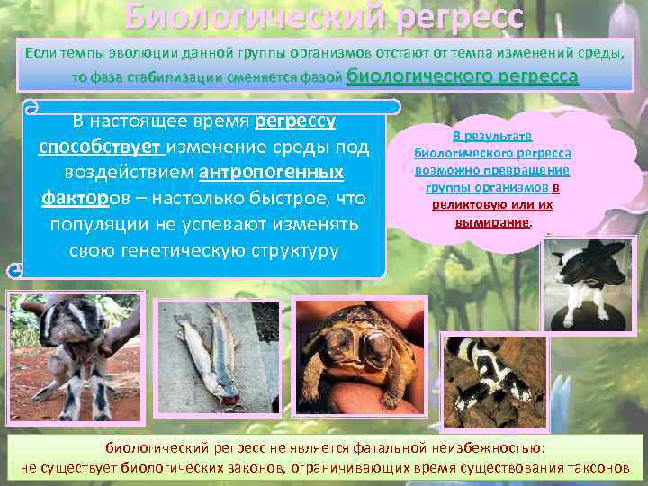 Биологический регресс Если темпы эволюции данной группы организмов отстают от темпа изменений среды, то