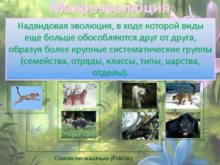 Макроэволюция Надвидовая эволюция, в ходе которой виды еще больше обособляются друг от друга, образуя