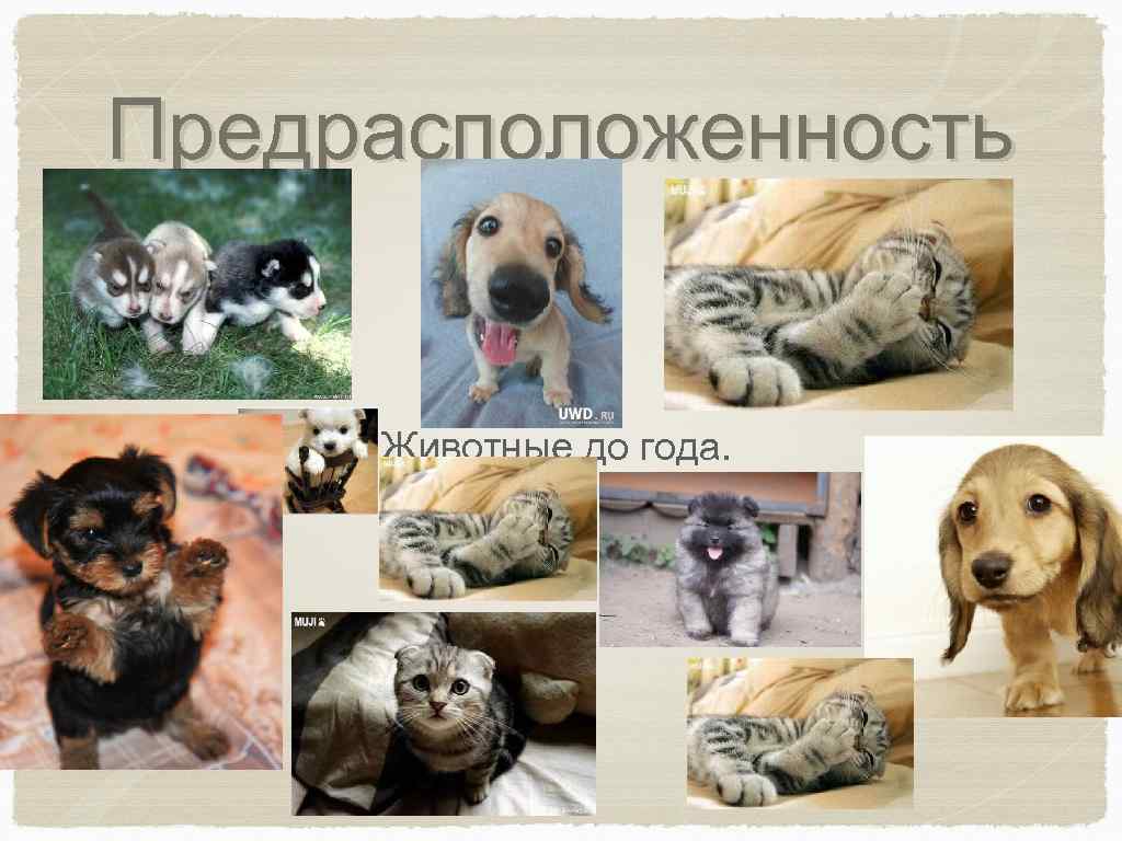 Предрасположенность Животные до года. 