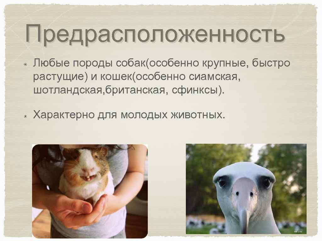 Предрасположенность Любые породы собак(особенно крупные, быстро растущие) и кошек(особенно сиамская, шотландская, британская, сфинксы). Характерно