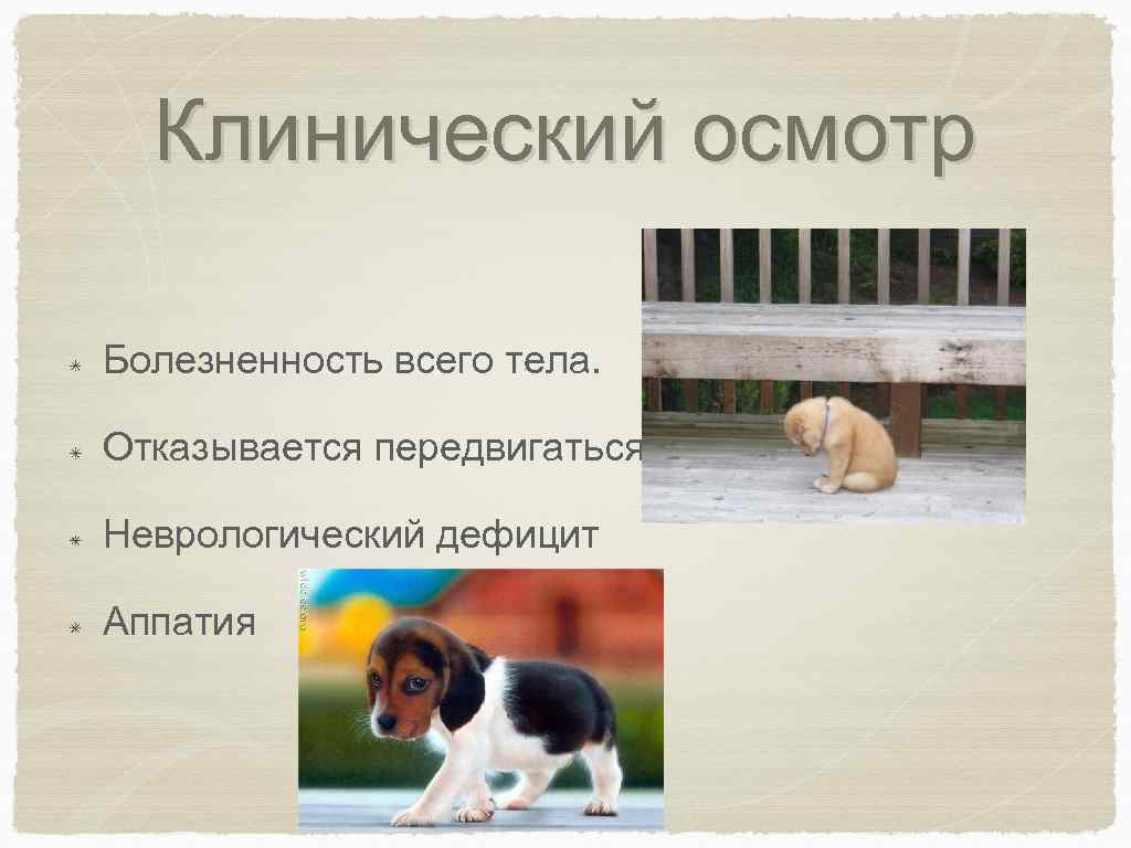 Клинический осмотр Болезненность всего тела. Отказывается передвигаться Неврологический дефицит Аппатия 