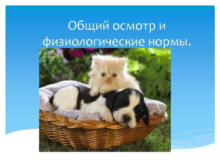 Общий осмотр и физиологические нормы. 