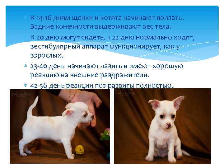  К 14 -16 дням щенки и котята начинают ползать. Задние конечности выдерживают вес